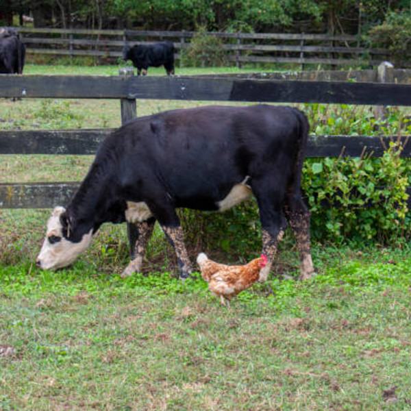 Beef and Chicken