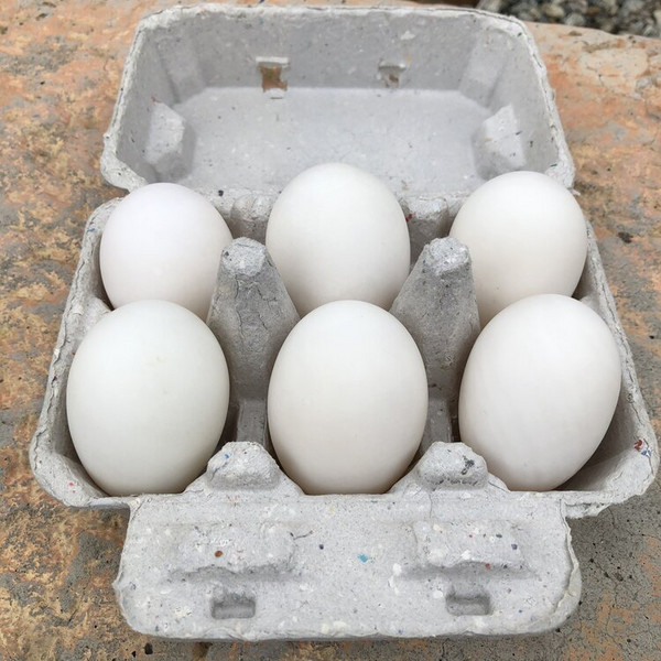 Duck Eggs, 1/2 Dozen