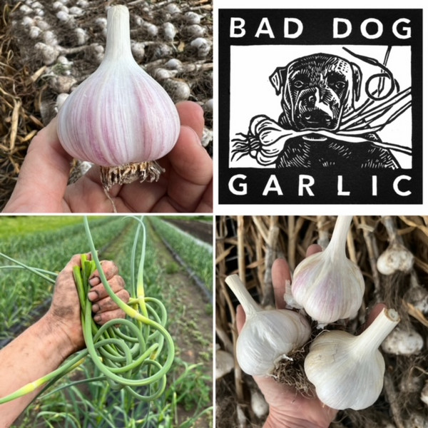 Bad Dog Garlic