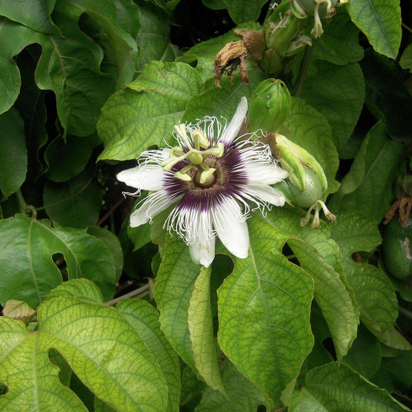 Golden Passion Fruit Seed