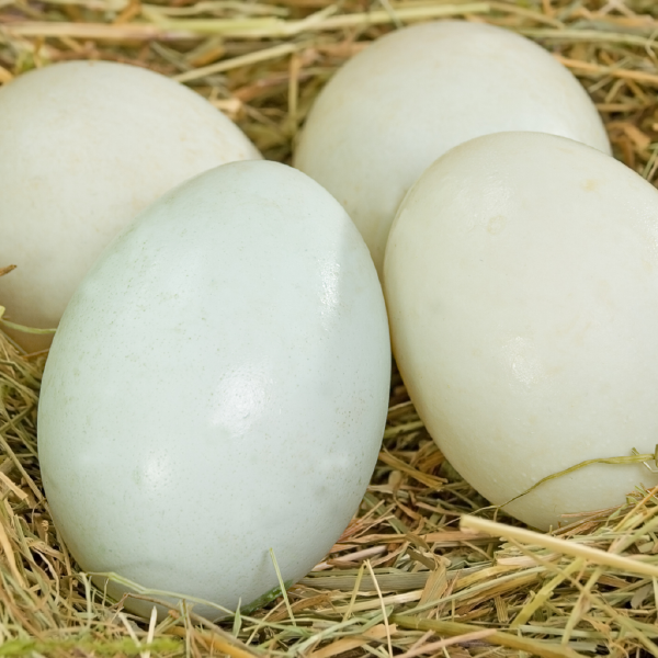 Duck Eggs