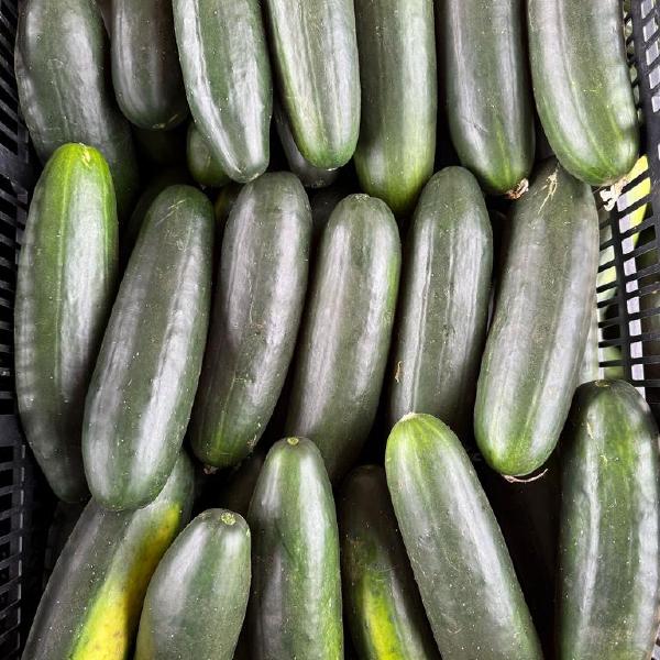 Cucumbers
