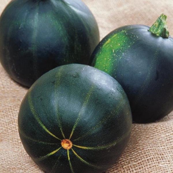 Eight Ball Zucchini Squash