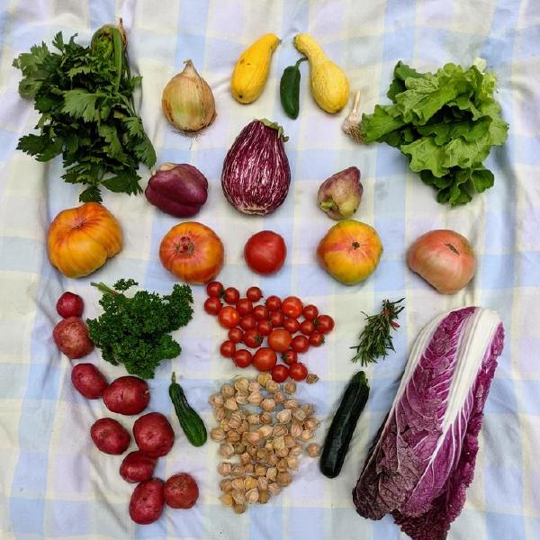 2026  Fall vegetable share 9wk Mid Aug-Oct $345