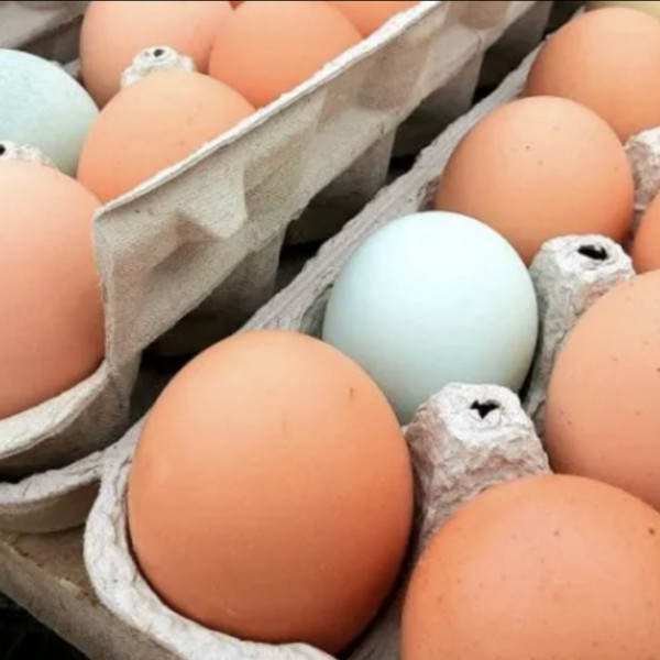2025 Extended Season 36 Week Egg Add-On  - Total $288