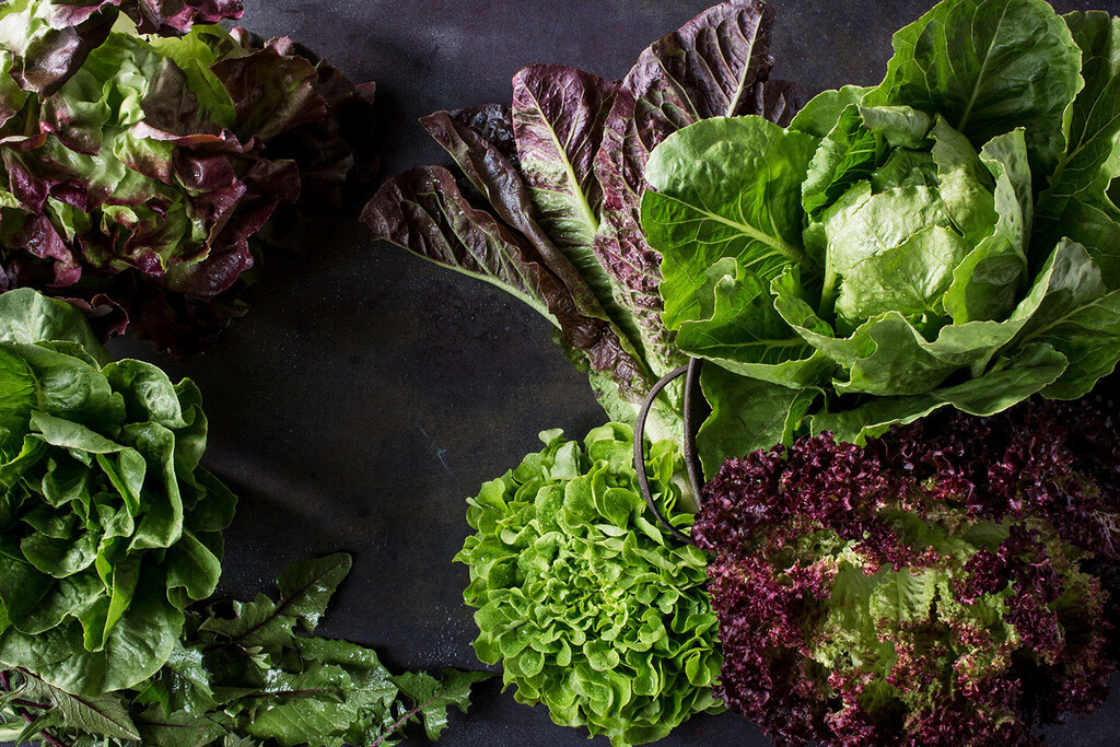 Lettuce, Salad Bowl