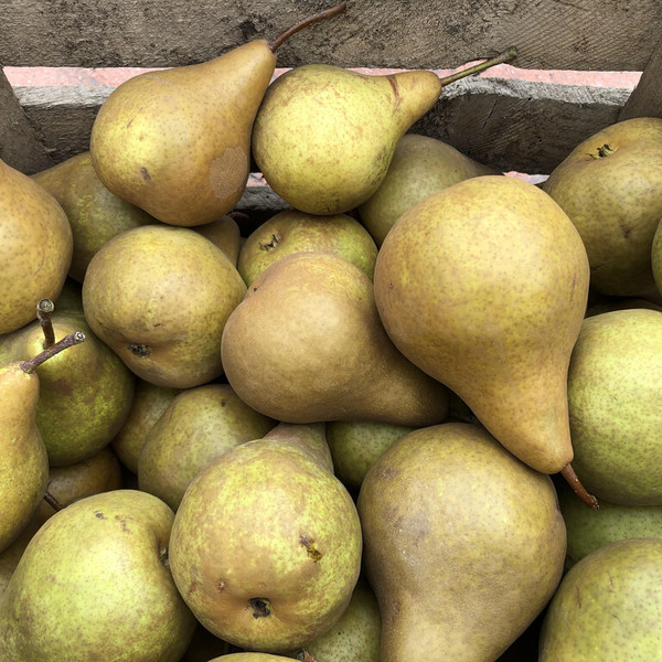 Bosc Pears