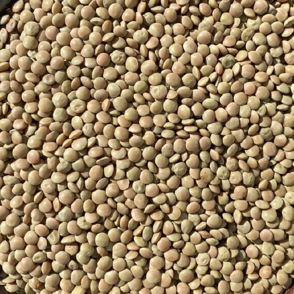 Dried Winter Lentils