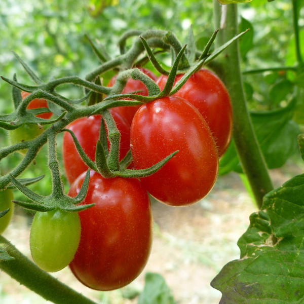 Grape Tomato