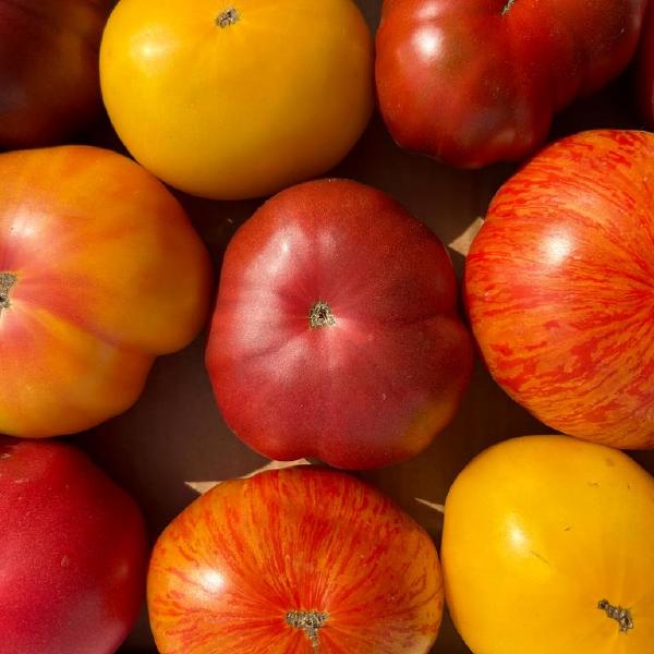 Full Season (June-Nov) CSA Shares