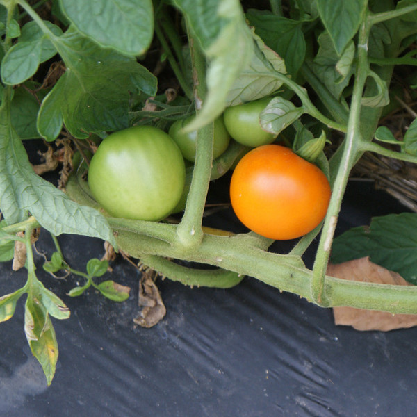 Heirloom Tomato- Valencia