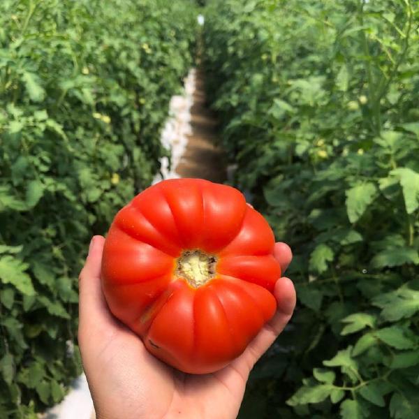 2026 CSA: Whole Share, June-Nov