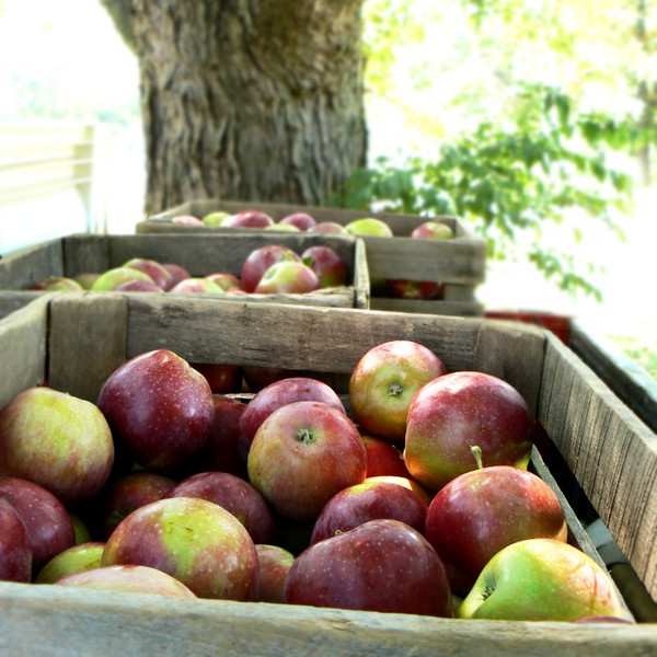 Apples, 8qt (peck)