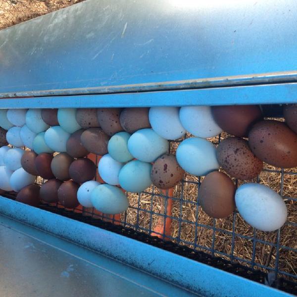 Chicken egg share 2026 - 27 weeks