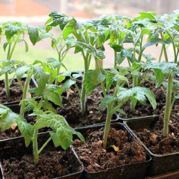 **TOMATO PONY ROMA PLANT START
