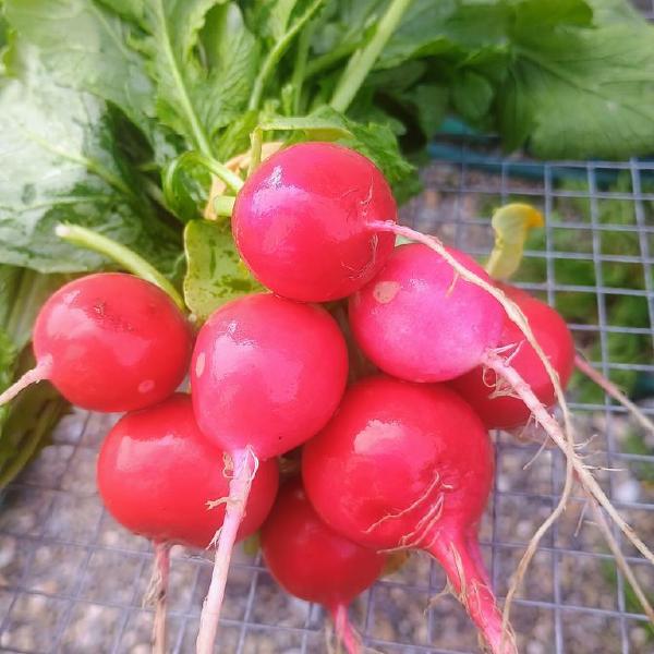 Radish