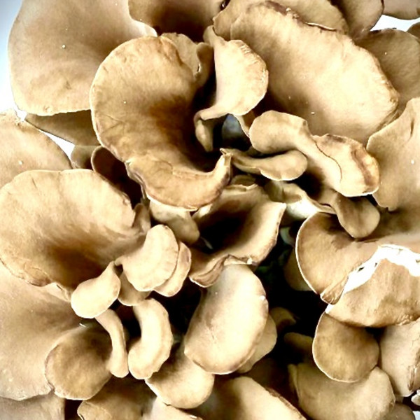 Mushrooms, Maitake organic