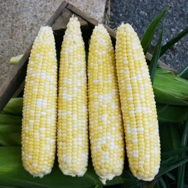 Sweet Corn, 4 dozen