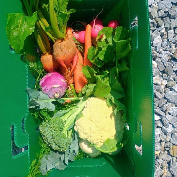 Single CSA box (small)