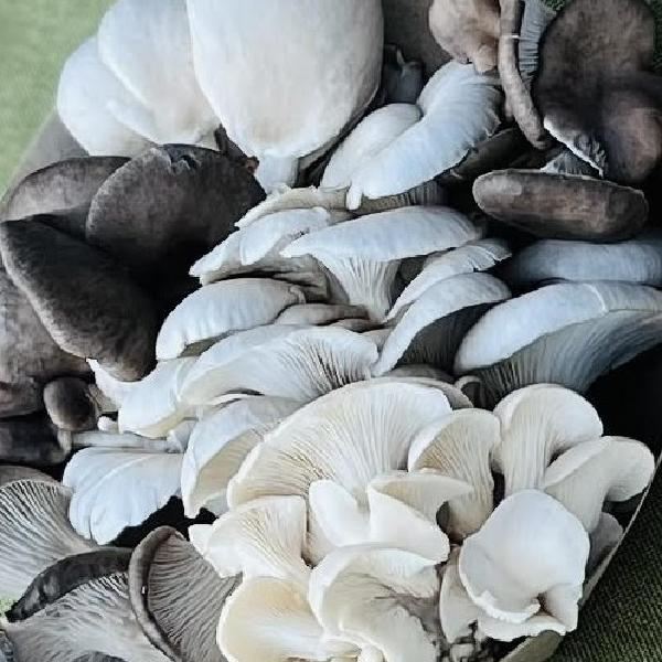 Mushroom Share (Western Nevada County/Auburn)