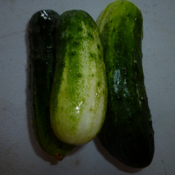 Cucumber- pickling