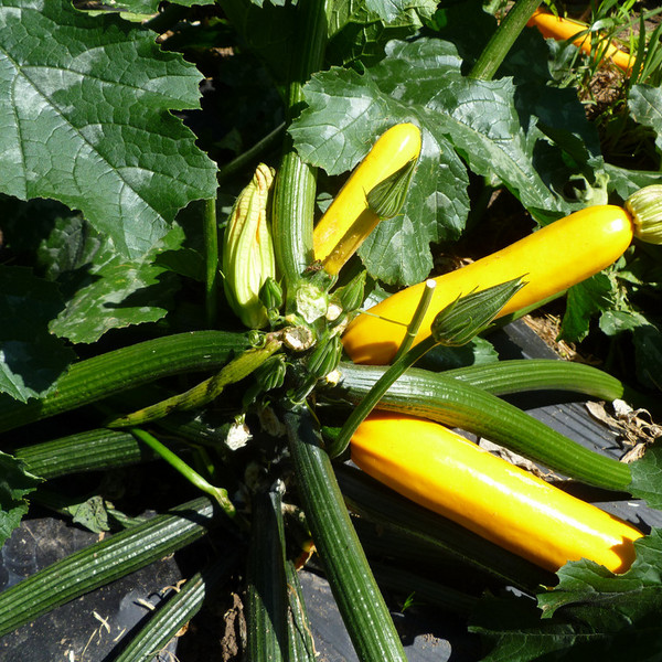 Yellow Zucchini