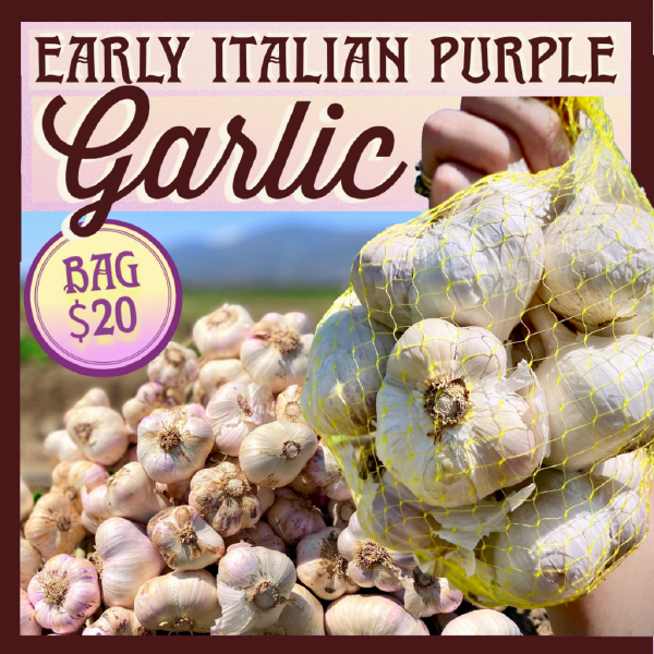 Early Italian Purple Garlic Bag