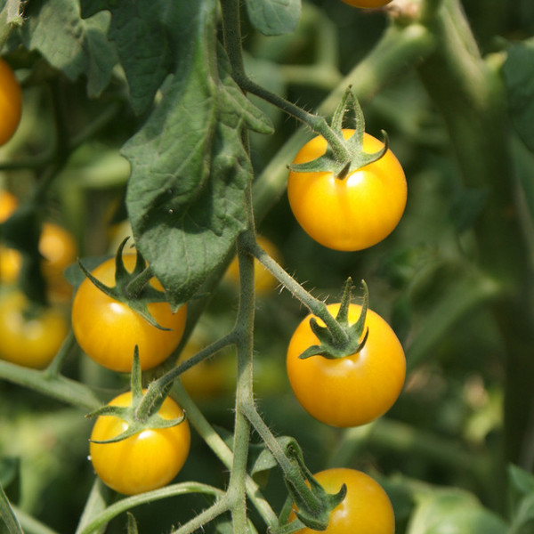Cherry Tomato- Yellow Mini