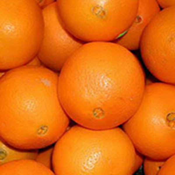 Bundle of Oranges!