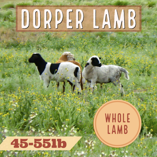 Whole Dorper Lamb