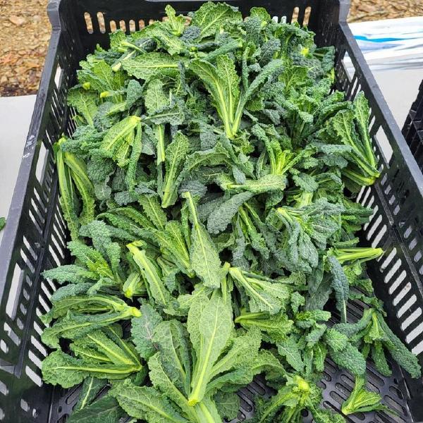 Fall/Winter CSA 2026