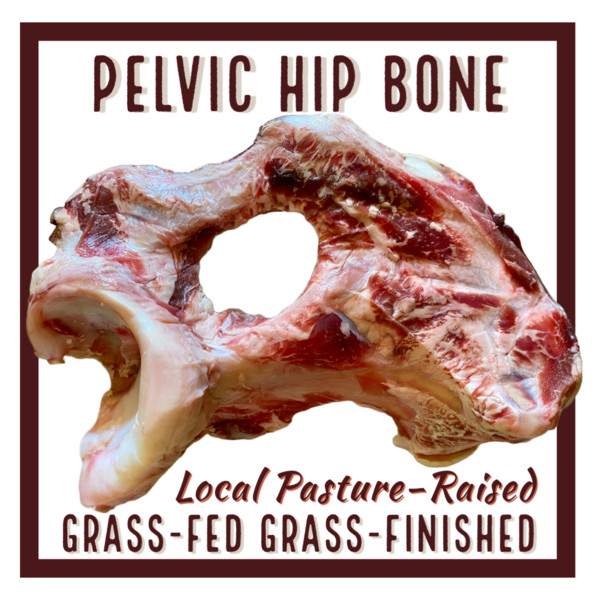 Large Beef Pelvic Bone