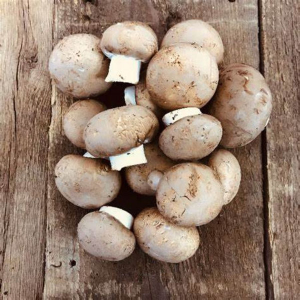 Summer Cremini Mushroom Share