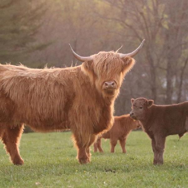 2025 Highland Beef Share
