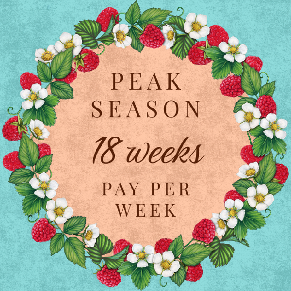 2026 Peak Season CSA - Pay per Week