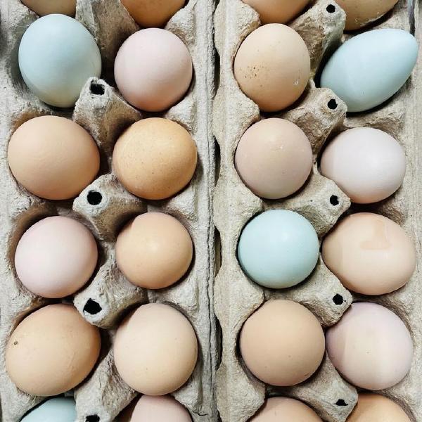 Eggs
