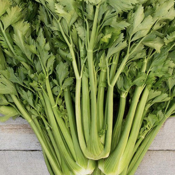 Celery