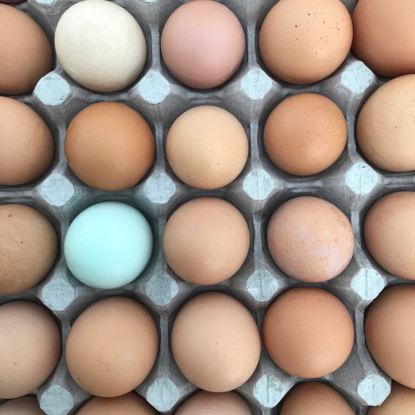 Summer Eggs