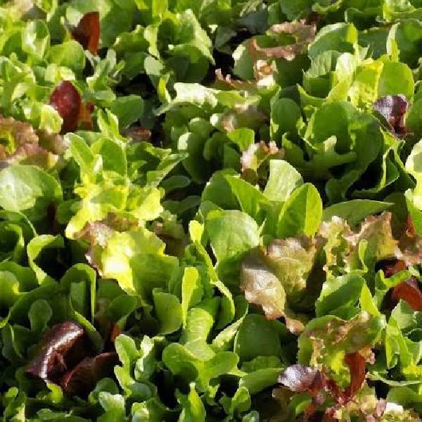 Lettuce Mix