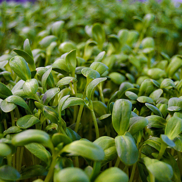 Microgreens Subscription