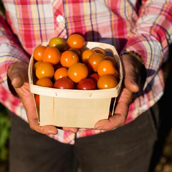 Donate a CSA share
