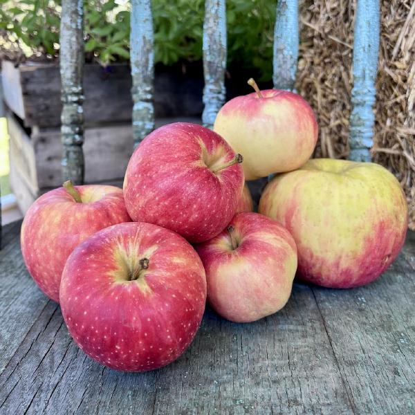 Apple Share