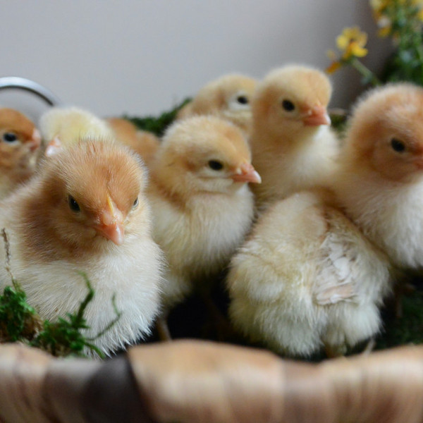 Chicken Eggs