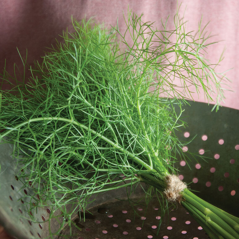Fennel Fronds, Fresh