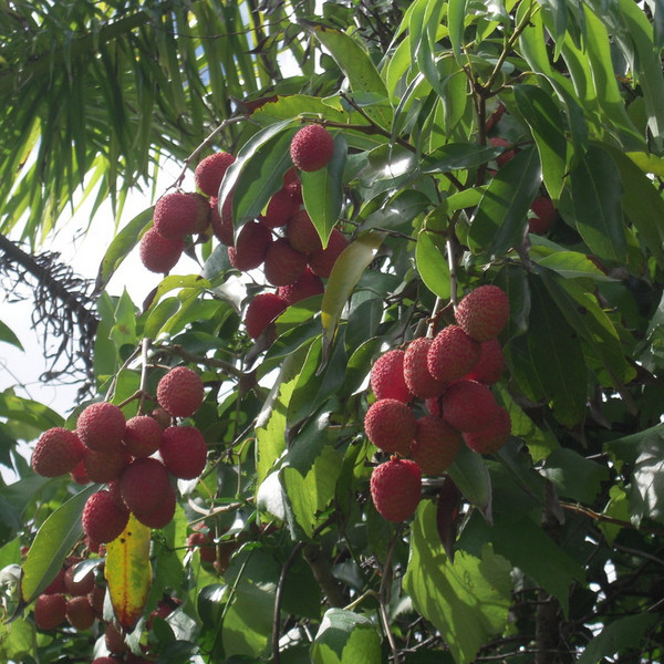 Lychee *Pre-Order*