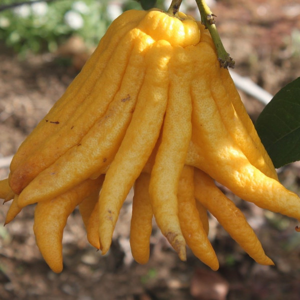 Budha's Hand