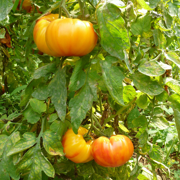 Heirloom Tomato- Striped German