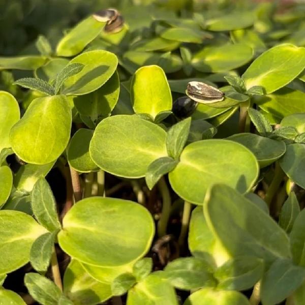 Sunflower Microgreens