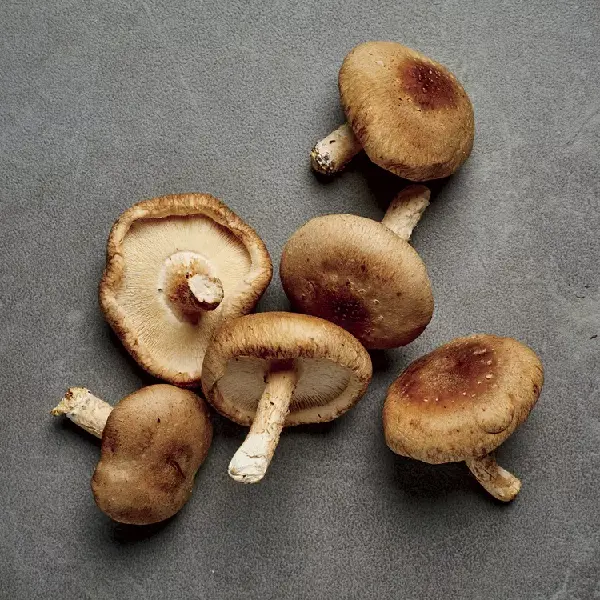 2026 Northwood Mushroom Share 9wk Bi-Weekly $80.00