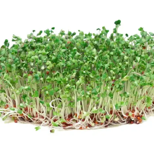 Salad Sprouts - 1 Pint